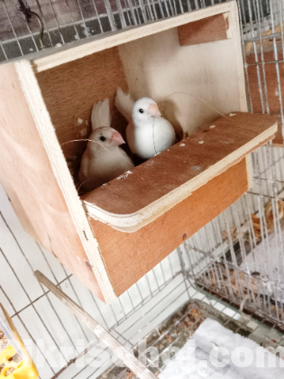 white bengali finch